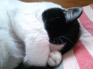 A natural reaction to a chilly, rainy morning.