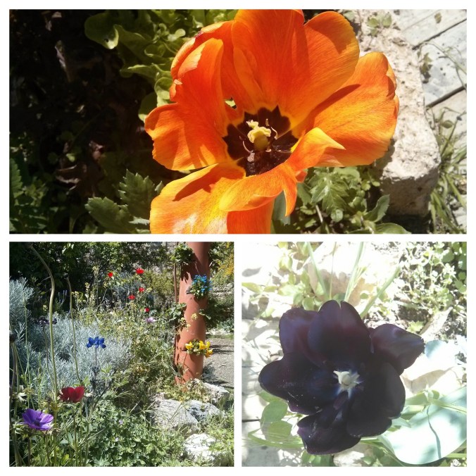 IMG_20160401_141040-COLLAGE