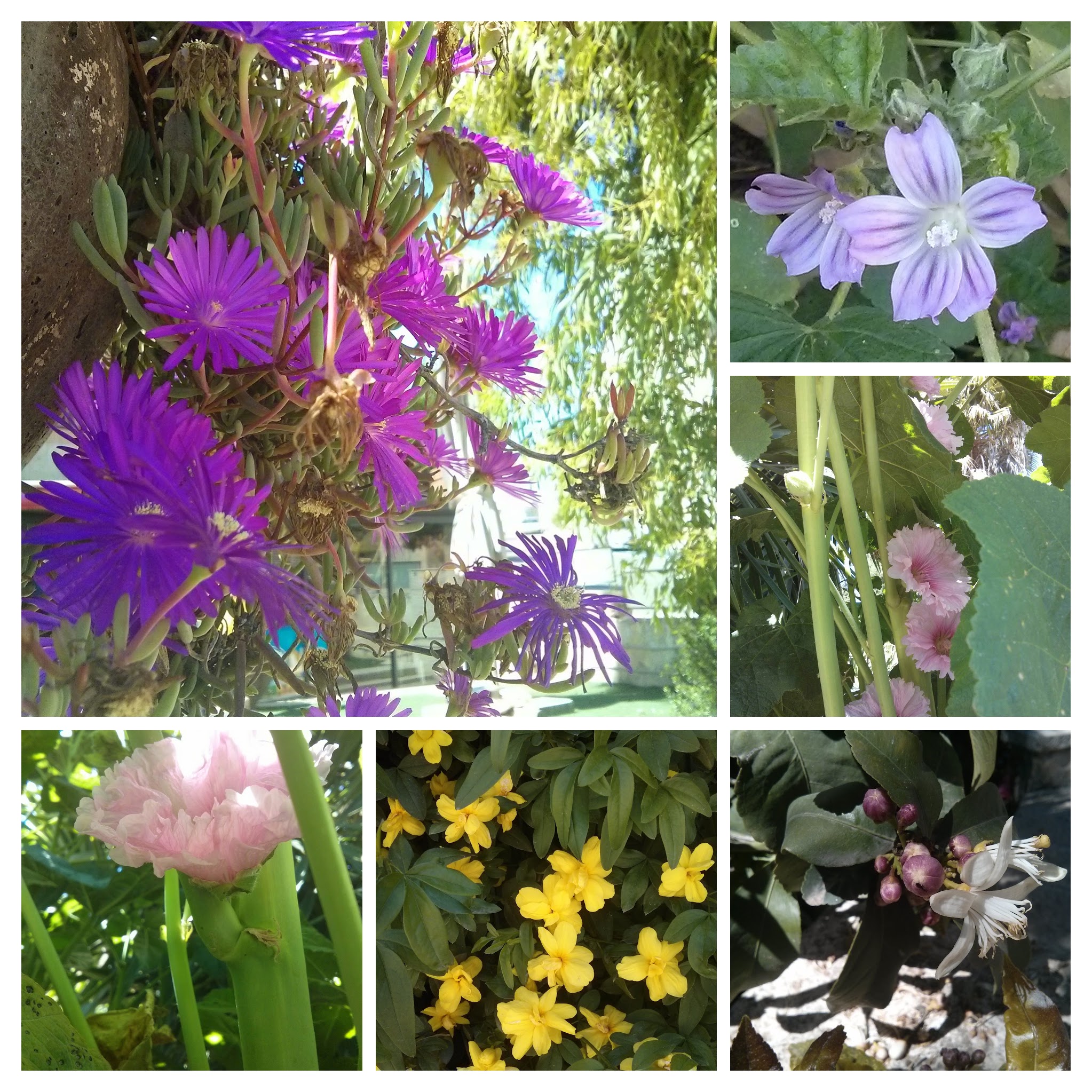 IMG_20160401_141325-COLLAGE