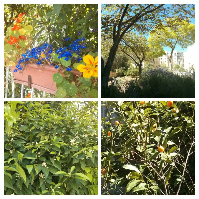 IMG_20160401_142714-COLLAGE