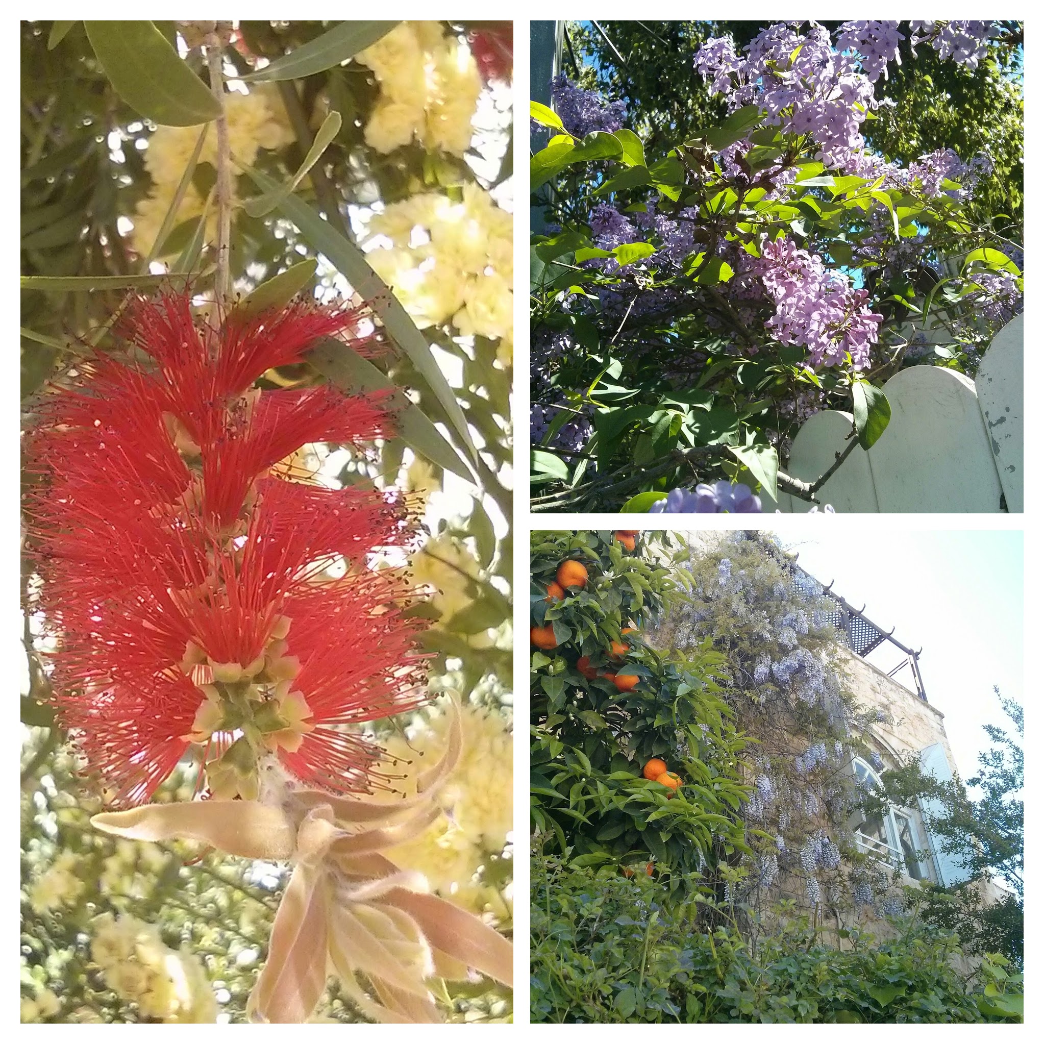 IMG_20160401_150119-COLLAGE